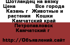 Шотландец на вязку › Цена ­ 1 000 - Все города, Казань г. Животные и растения » Кошки   . Камчатский край,Петропавловск-Камчатский г.